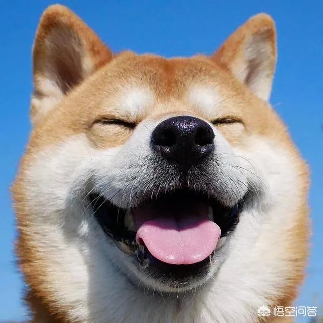 对主人忠诚的狗狗有哪些？