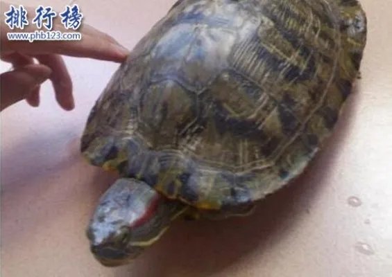 世界上智商最高的乌龟:巴西龟,能辨别主人