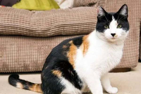猫主人回应高空坠猫砸晕老人事件,猫自己逃跑就是猫的错吗?