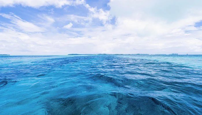 海洋中的瞌睡大王是什么动物 海洋动物中的瞌睡大王是哪种动物