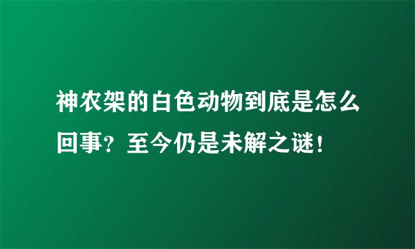神农架的白色动物到底是怎么回事？至今仍是未解之谜！