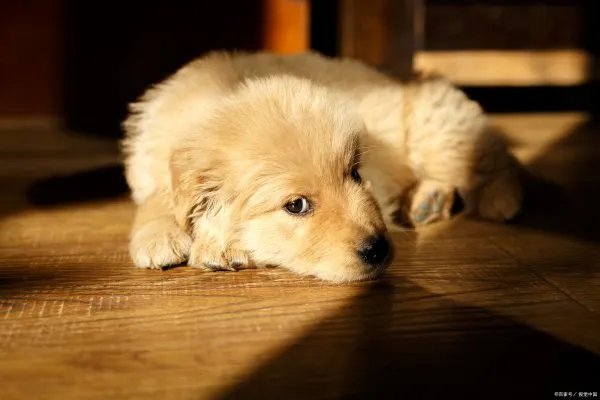 金毛犬想必大家都不陌生吧，那么金毛的性格是什么样的呢？