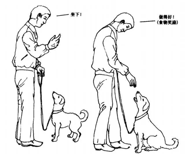 怎样训练狗狗讲规矩呀?