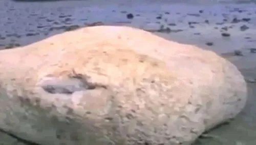渔民捕获罕见鲟鳇 海中罕见怪物大全