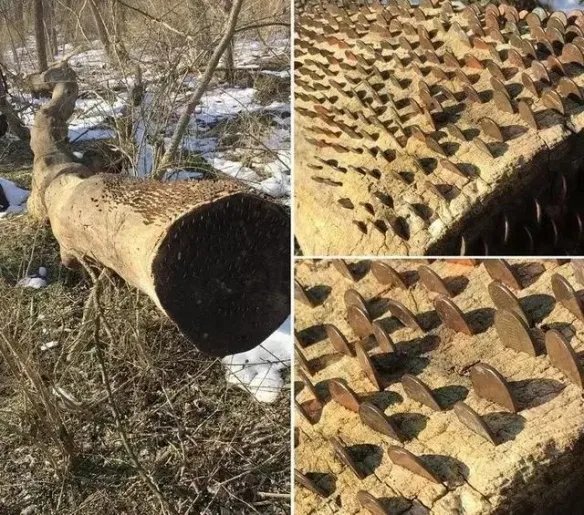 热带雨林惊现鲸鱼尸骨!27张千年一遇的神奇巧合照片