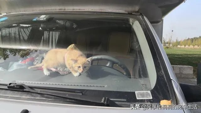 房车旅行可以带猫吗?为什么?