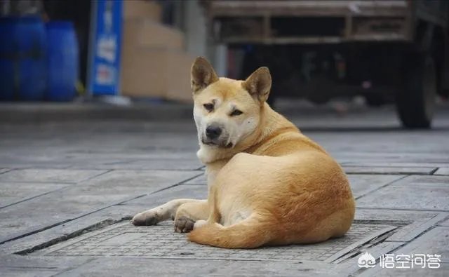 对主人忠诚的狗狗有哪些?