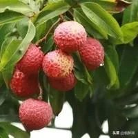 男人的心是什么样子的?