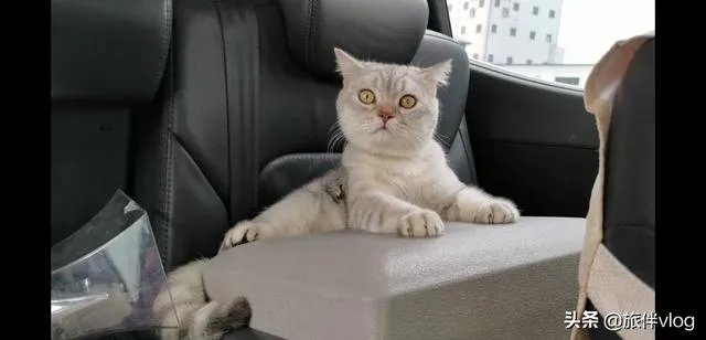 房车旅行可以带猫吗?为什么?