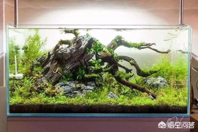 想养只小宠物具体哪个更适合家养?