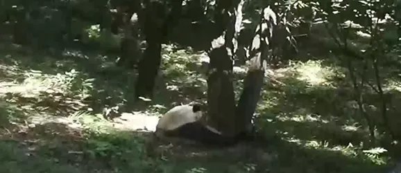 游客捡石砸大熊猫会被追究法律责任吗?