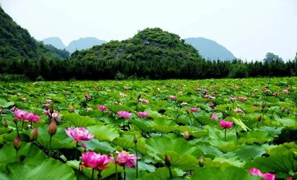 百年古莲复活开花 古莲子为何生存百年还能开花