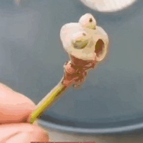 莲蓬极像《植物大战僵尸》的僵尸 网友狂做表情包