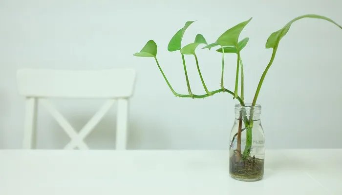 无土栽培的植物有哪些 无土栽培的植物