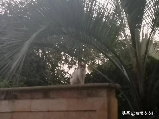 一个酒驾和一个无照驾驶的人发生交通事故是谁的责任?