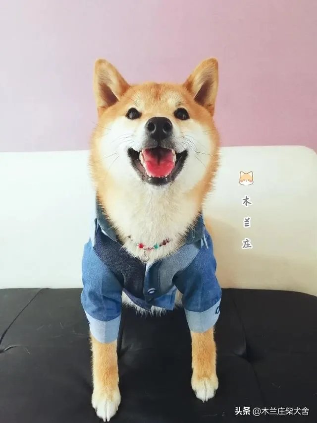 想养只小宠物具体哪个更适合家养?