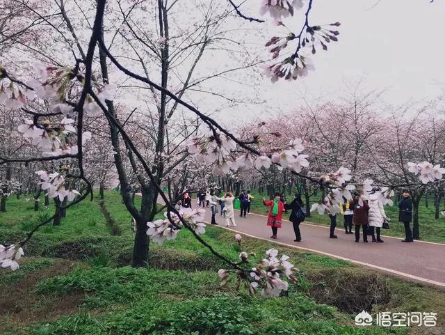 贵州平坝万亩樱花绽放,美爆了这个春天,有去过的吗?有旅游攻略路线吗?