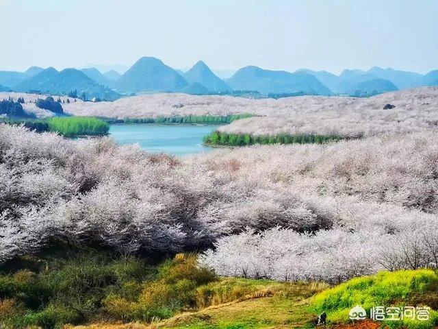 贵州平坝万亩樱花绽放,美爆了这个春天,有去过的吗?有旅游攻略路线吗?