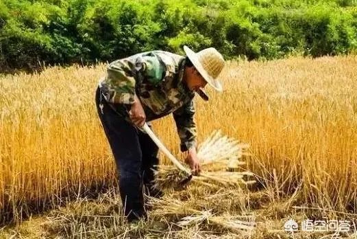 麦子折秤