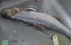翘壳是什么鱼？翘壳鱼多少钱一斤2017？