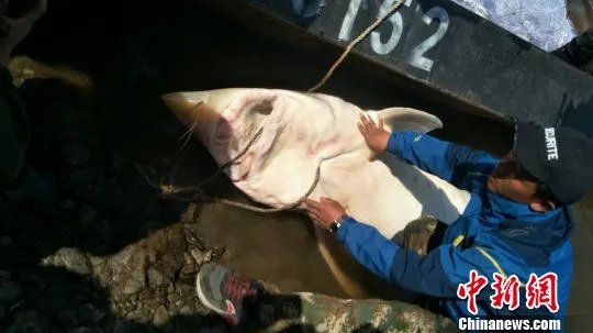 渔民捕获罕见鲟鳇 海中罕见怪物大全