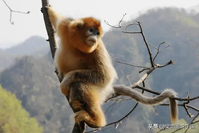 男人的心是什么样子的?