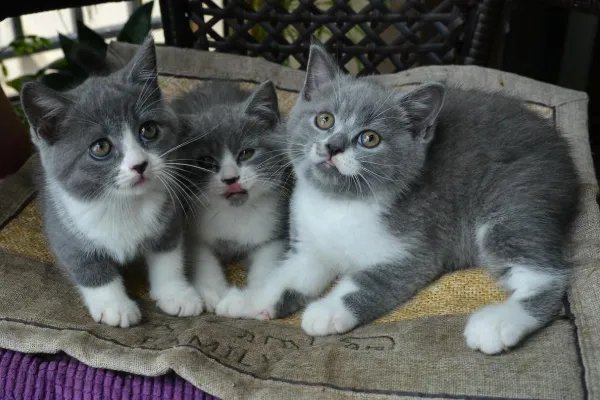 9.9元一天,共享猫咪生意火爆,谁来保证宠物猫的安全?