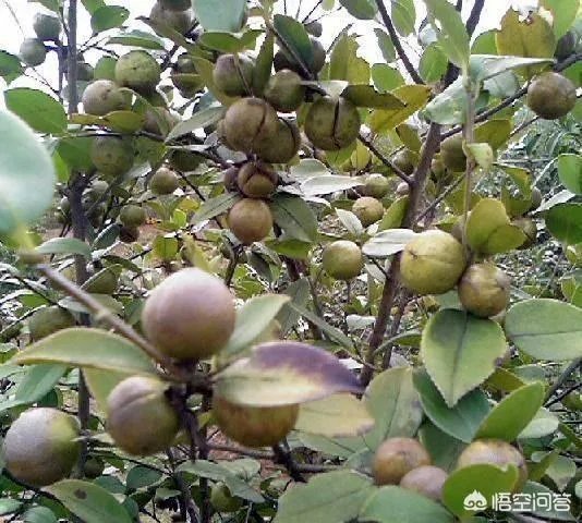 油茶苗哪个品种三年能挂果?