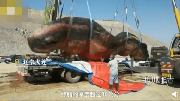 65吨抹香鲸搁浅死亡被做成标本，鲸鱼为什么会搁浅死亡？