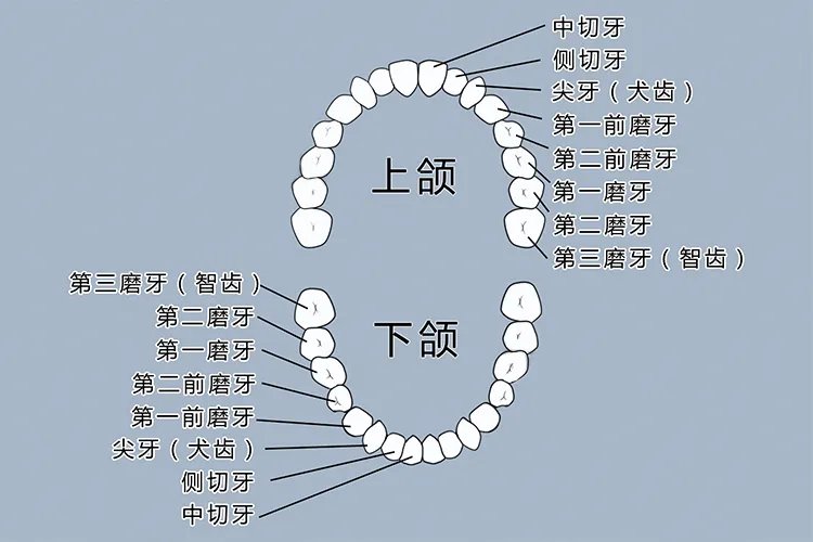 牙齿解剖图