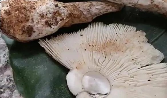 4岁女童吃毒蘑菇不幸离世,让人痛心惋惜!误食毒蘑菇后身体会有何症状?
