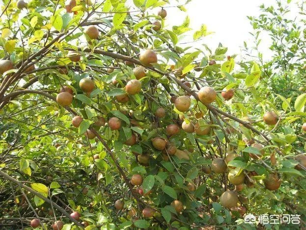 油茶苗哪个品种三年能挂果?