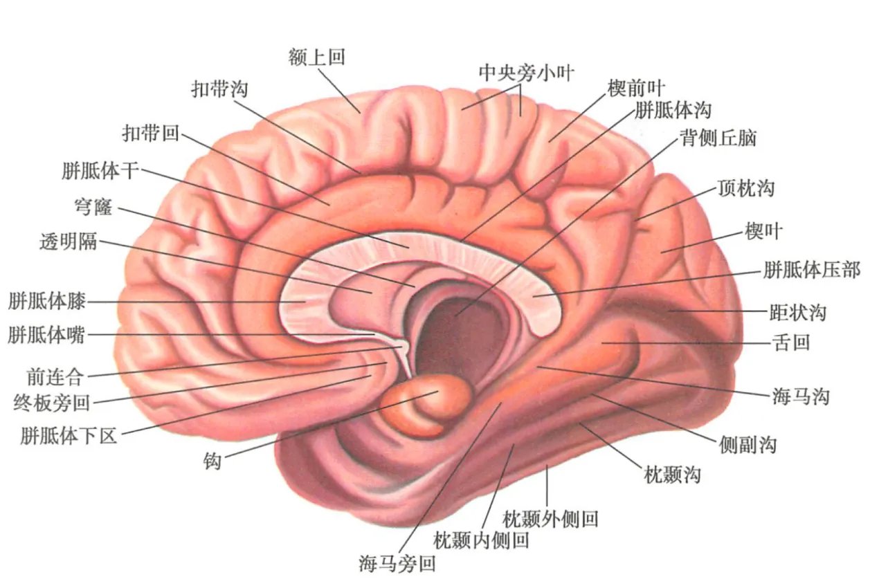 大脑结构图及功能图