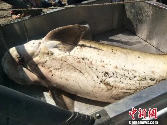渔民捕获罕见鲟鳇 海中罕见怪物大全