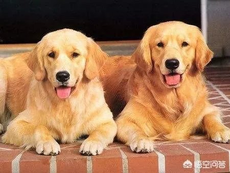 对主人忠诚的狗狗有哪些?