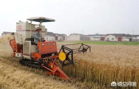 麦子折秤