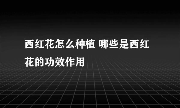 西红花怎么种植 哪些是西红花的功效作用