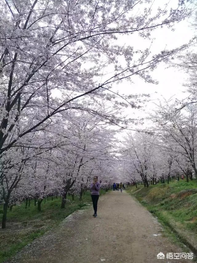 贵州平坝万亩樱花绽放,美爆了这个春天,有去过的吗?有旅游攻略路线吗?