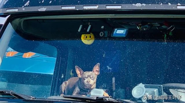 房车旅行可以带猫吗?为什么?