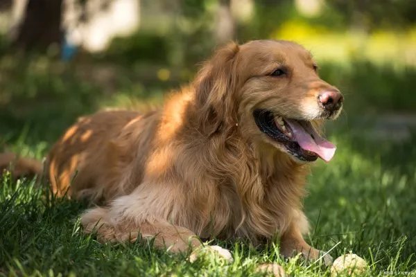 金毛犬想必大家都不陌生吧，那么金毛的性格是什么样的呢？
