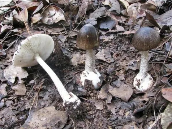 4岁女童吃毒蘑菇不幸离世，让人痛心惋惜！误食毒蘑菇后身体会有何症状？