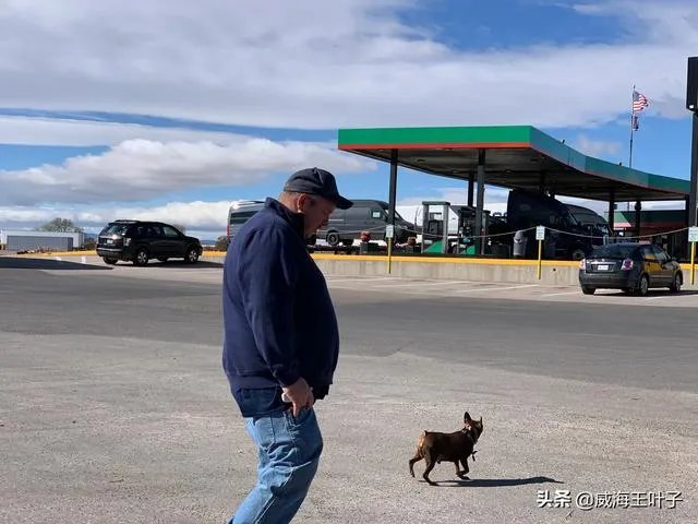 房车旅行可以带猫吗?为什么?