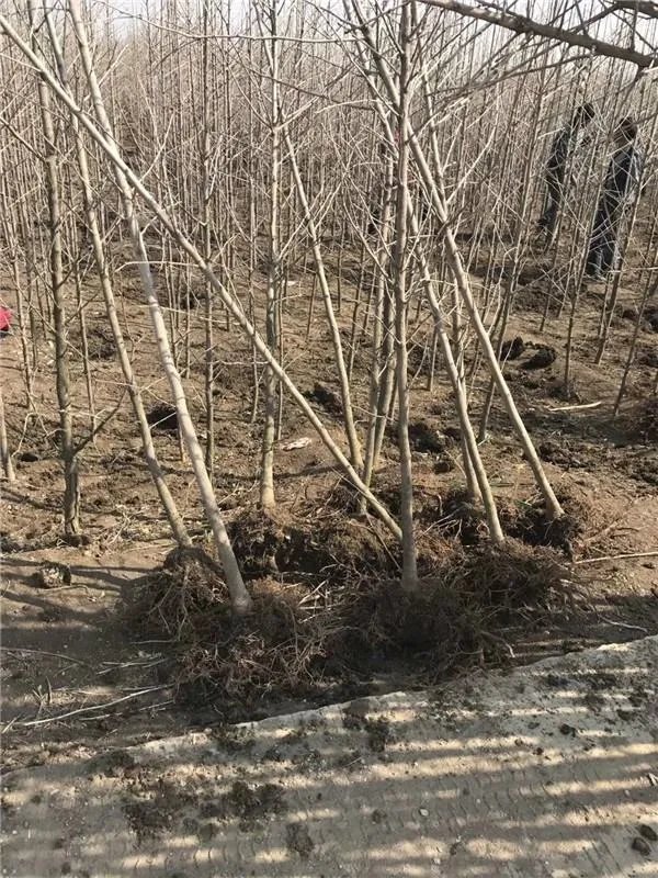 为什么说实生银杏是非常珍贵的树种?