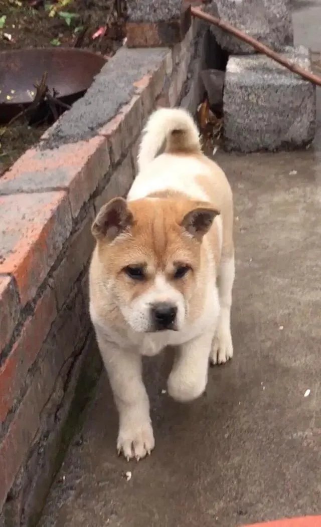 对主人忠诚的狗狗有哪些?
