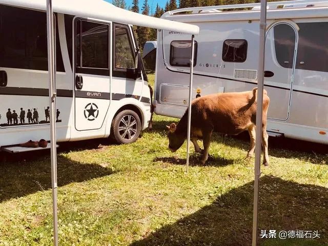 房车旅行可以带猫吗?为什么?
