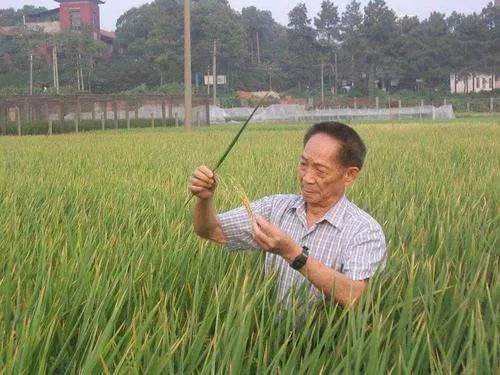 袁隆平77岁曾走遍上海超级稻农田,超级稻现在亩产量能达到多少?