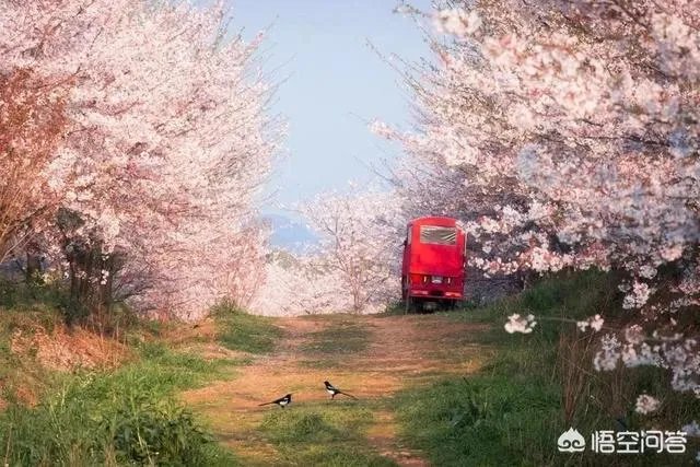 贵州平坝万亩樱花绽放,美爆了这个春天,有去过的吗?有旅游攻略路线吗?