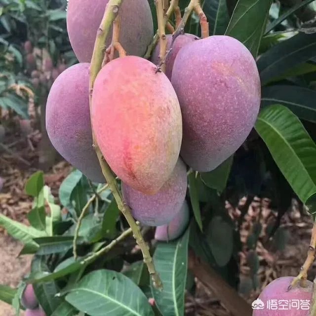 为什么生芒果比熟芒果重量重？