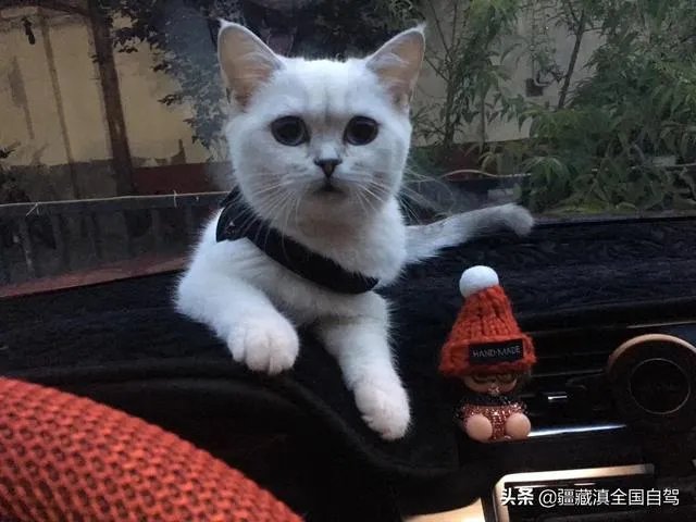 房车旅行可以带猫吗?为什么?