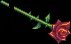 《DNF》爱心玫瑰武器装扮外观一览